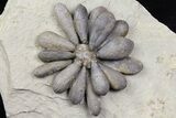 Jurassic Fossil Urchin (Firmacidaris) - Amellago, Morocco #179474-2